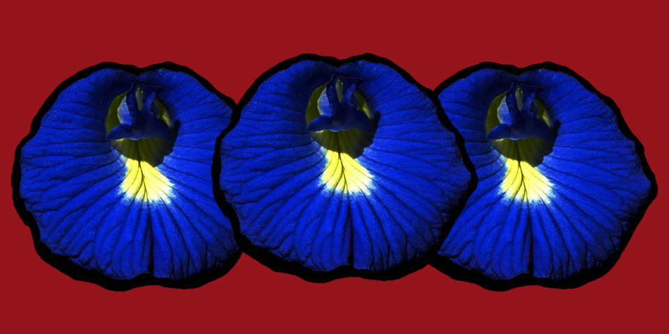 three blue butterfly pea flowers cutout and arranged in a row in front of red background